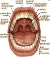 IH05 Medical Terminology